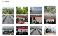 绿色栽培照片3